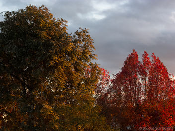 Autumn - image gratuit #298531